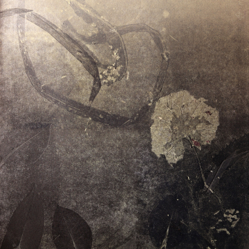 Floral Malfunctions II. Monotype, 40 x 50 cm, 2023.